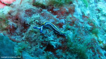 Felimare Tricolor - Nudibranch