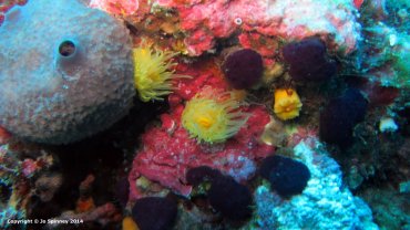 Sunset Cup Coral