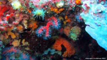 Baby Soft Coral and Sunset Cup