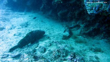 Mommy and Daddy Groupers