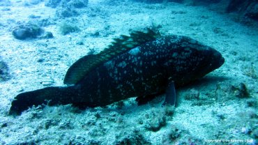 A Very Big Grouper