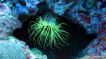 Yellow Tube Worm Anemone