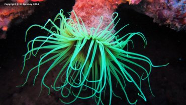 Yellow Tube Worm Anemone