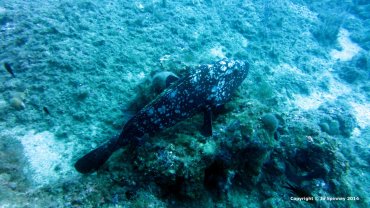 Grouper