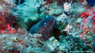 Moray Eel