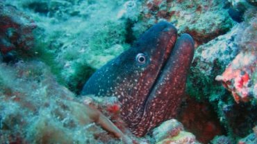 Moray Eel