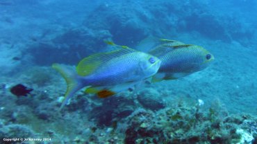 Swallow-Tailed Sea Perch