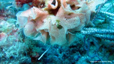Coral
