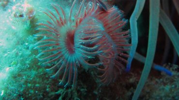 Serpulid Tube Worm