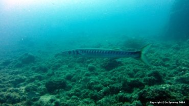 Barracuda