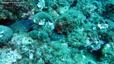 Moray Eel
