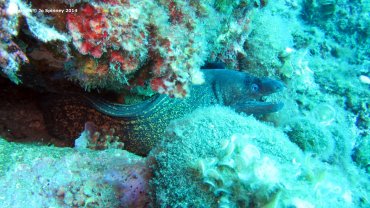 Moray Eel