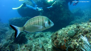 Sea Bream