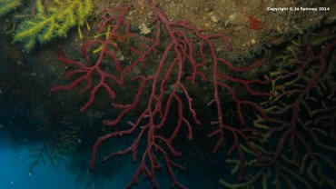 Red Coral