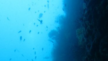A Grouper at the End of the Tunnel