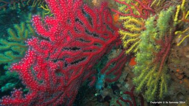 Red Gorgina