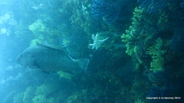 Grouper