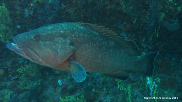 Grouper