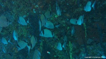 Sea Bream