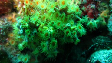 Yellow Encrusting Anemone