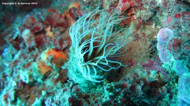 Tube Worm Anemone