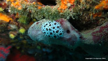 Dotted Sea Slug