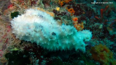 White Coral/Anemone