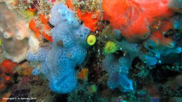 Blue Sponge and Sunset Cup Coral