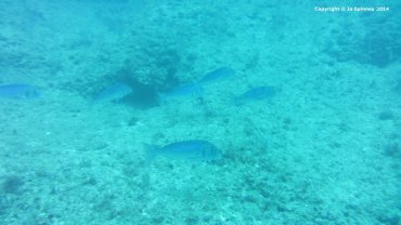 Gilt-Head Sea Bream