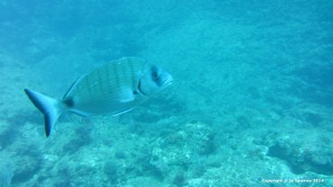 Sea Bream