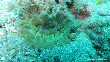 Bubble Anemone