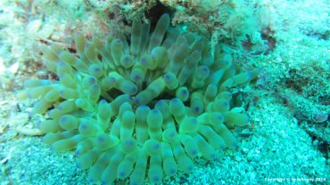 Bubble Anemone