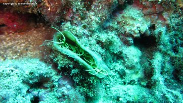 Closed Tube Worm Anemone