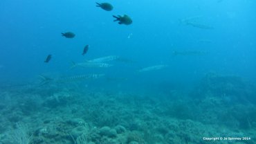 Barracuda