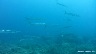 Barracuda