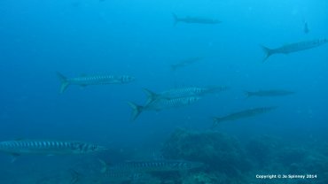 Barracuda