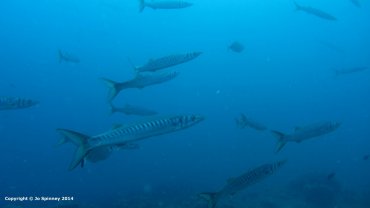 Barracuda