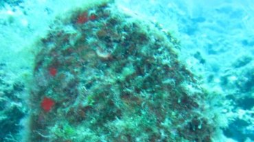 Giant Clam