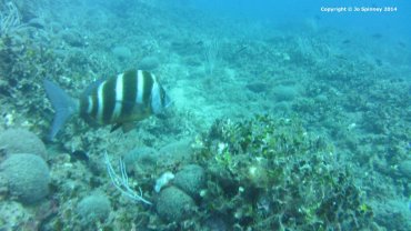 Zebra Sea Bream