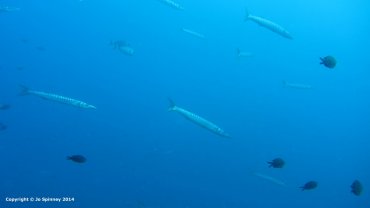 Barracuda