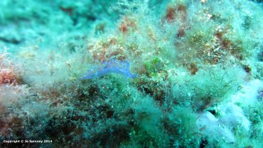Pink Flabellina - Nudibranch