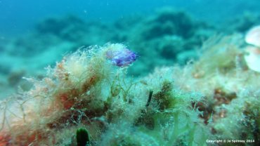 Pink Flabellina - Nudibranch