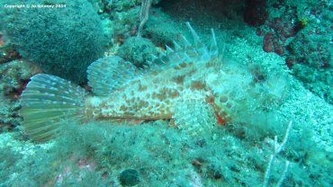 A Giant Scorpionfish