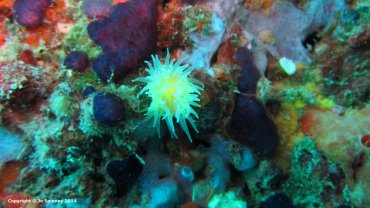Sunset Cup Coral