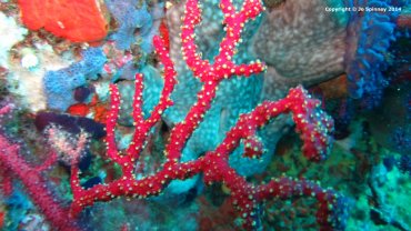 Red Coral