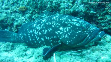 Giant Grouper