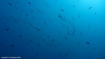 Barracuda