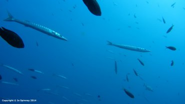 Barracuda