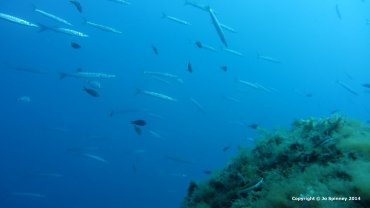 Barracuda