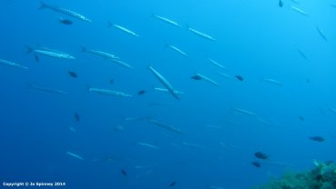 Barracuda